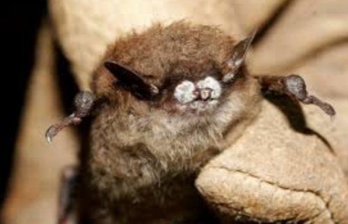 White-nose syndrome